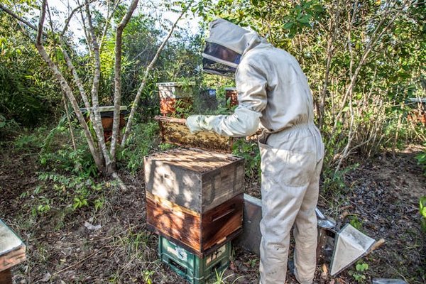 Où apprendre les techniques de l'apiculture en Slovénie : ateliers et visites de ruches ?